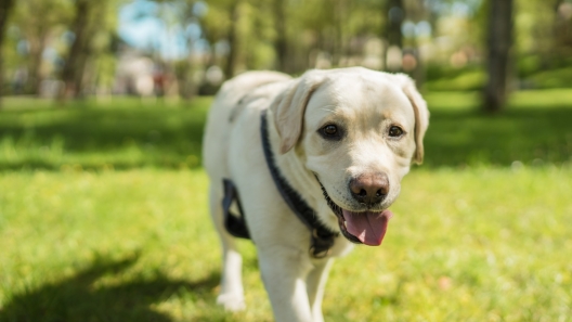 Suņu pastaigu laukumu vietas un pieejamais inventārs